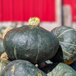 Burgess Buttercup Winter Squash Thumbnail